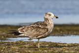 Image. Pacific Gull