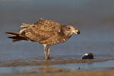 Image. Pacific Gull