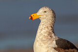 Image. Pacific Gull