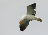 Image. Pacific Gull