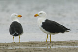 Image. Pacific Gull