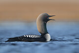Image. Pacific Loon