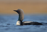 Image. Pacific Loon