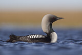 Image. Pacific Loon