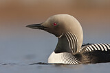 Image. Pacific Loon