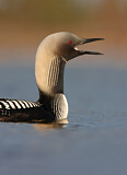 Image. Pacific Loon