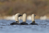 Image. Pacific Loon