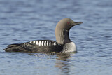 Image. Pacific Loon