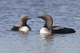 Image. Pacific Loon