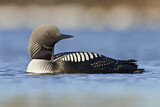 Image. Pacific Loon