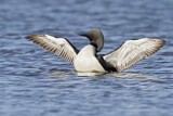 Image. Pacific Loon