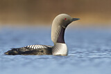 Image. Pacific Loon