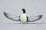 Image. Pacific Loon