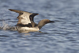 Image. Pacific Loon