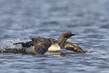 Image. Pacific Loon