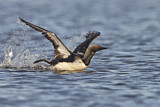 Image. Pacific Loon