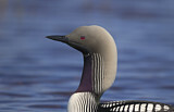 Image. Pacific Loon