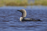 Image. Pacific Loon