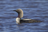 Image. Pacific Loon