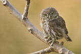 Image. Pacific Pygmy Owl