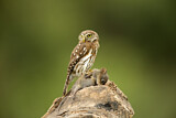 Image. Pacific Pygmy Owl