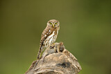 Image. Pacific Pygmy Owl