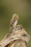 Image. Pacific Pygmy Owl