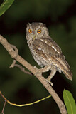 Image. Pacific Screech Owl