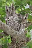 Image. Pacific Screech Owl