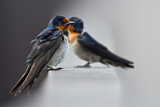 Image. Pacific Swallow
