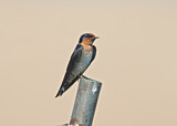 Image. Pacific Swallow