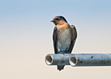 Image. Pacific Swallow