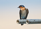 Image. Pacific Swallow