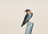 Image. Pacific Swallow