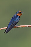 Image. Pacific Swallow