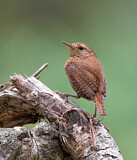 Image. Pacific Wren