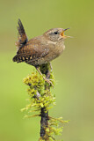 Image. Pacific Wren