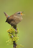Image. Pacific Wren