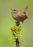 Image. Pacific Wren