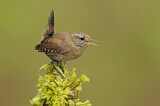 Image. Pacific Wren