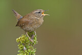 Image. Pacific Wren
