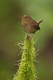 Image. Pacific Wren