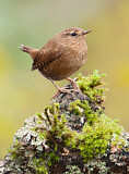 Image. Pacific Wren
