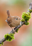 Image. Pacific Wren
