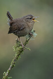 Image. Pacific Wren