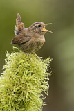 Image. Pacific Wren