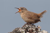 Image. Pacific Wren