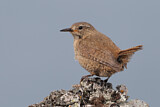 Image. Pacific Wren