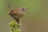 Image. Pacific Wren