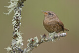 Image. Pacific Wren